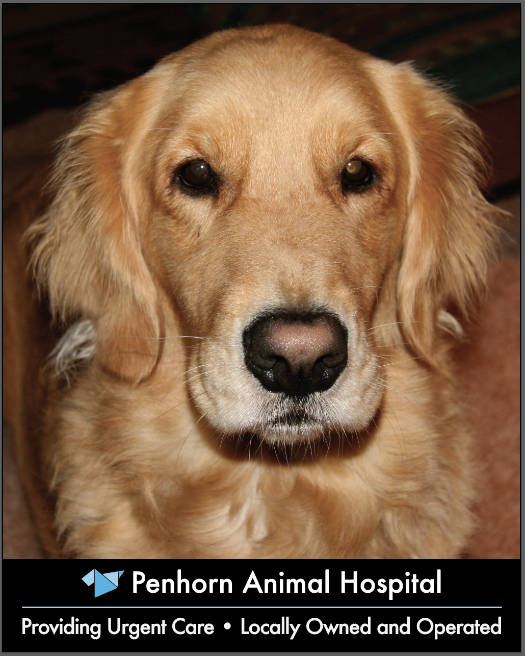 Team – Penhorn Animal Hospital